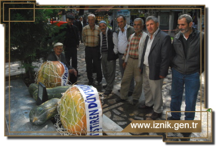 75 Kg. Dev Bal Kabağı