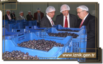 Almanlar Sirkeli Çizik Zeytini Tanıdı