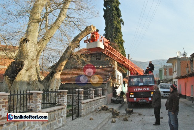 Bin 257 Yıllık Çınarın Dalları Fırtınaya Dayanamadı