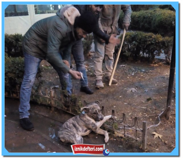 Dikkatsiz Dikilen Tabela Direği, Bir Köpeğin Canına Mal Oldu