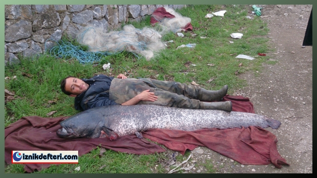İznik Gölünde Dev Yayın Balığı Çıktı