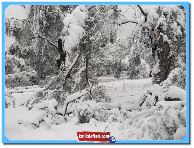 İznikli Zeytin Üreticisinde Kar Sıkıntısı