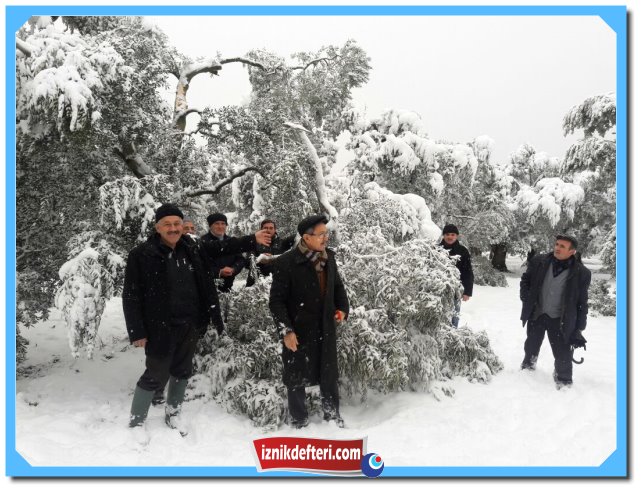 İznikli Zeytin Üreticisinde Kar Sıkıntısı