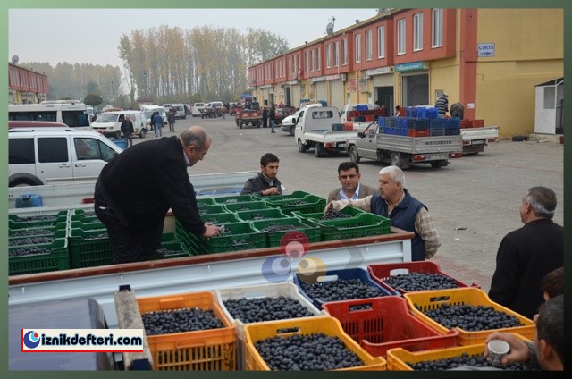 Kalamata Zeytin Çeşidi Trilye Zeytinin Tahtına Talip