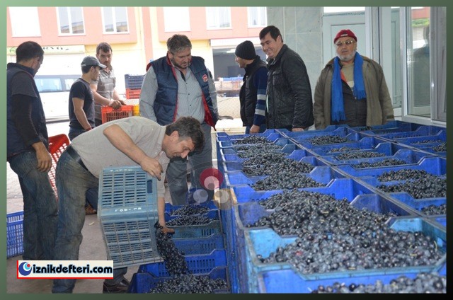 Kalamata Zeytin Çeşidi Trilye Zeytinin Tahtına Talip
