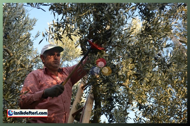 Kalamata Zeytin Çeşidi Trilye Zeytinin Tahtına Talip