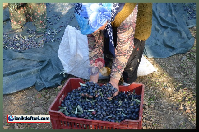 Kalamata Zeytin Çeşidi Trilye Zeytinin Tahtına Talip