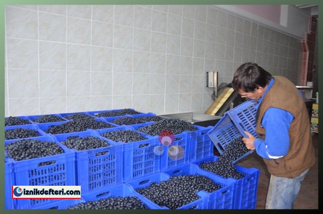 Kalamata Zeytin Çeşidi Trilye Zeytinin Tahtına Talip