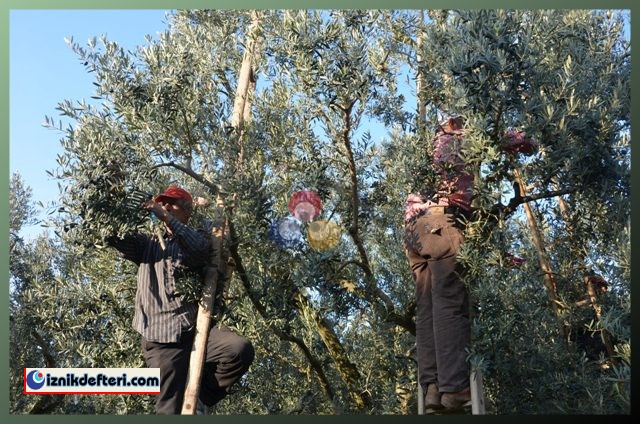 Kalamata Zeytin Çeşidi Trilye Zeytinin Tahtına Talip