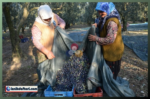 Kalamata Zeytin Çeşidi Trilye Zeytinin Tahtına Talip