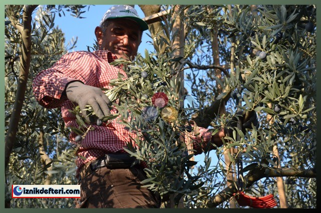 Kalamata Zeytin Çeşidi Trilye Zeytinin Tahtına Talip