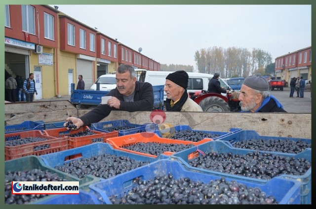 Kalamata Zeytin Çeşidi Trilye Zeytinin Tahtına Talip