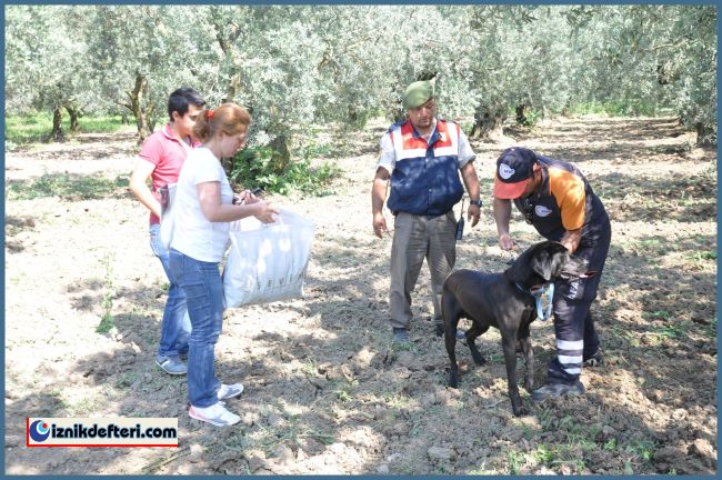Kayıp Emlakçı Kadın'ı Afad Ekibindeki Rüzgar İsimli Köpekte Aradı