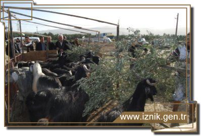 Kurban Satışları Sürüyor