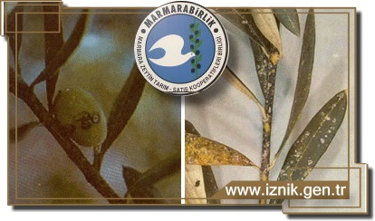 Marmarabirlik, Kara Koşnili Takibe Aldı