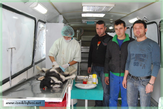Sokak hayvanlarını kısırlaştırıyor