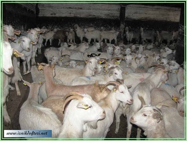 Sosyal Yardımlaşma ve Dayanışma Vakfından Hayvancılık Teşviki