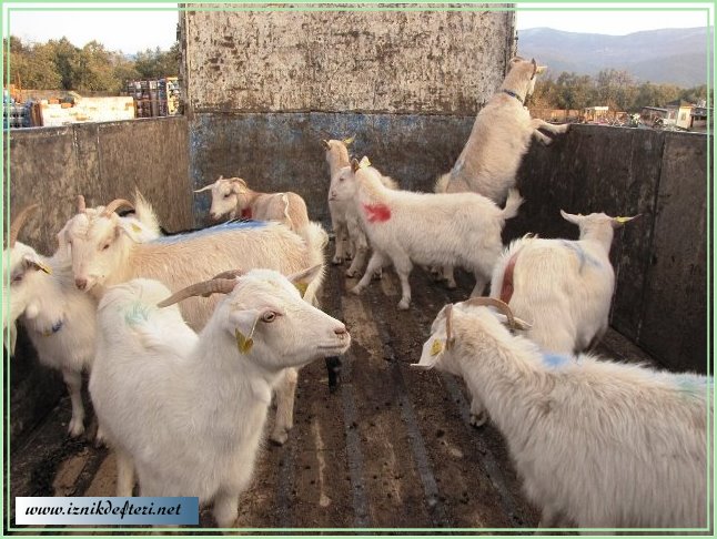 Sosyal Yardımlaşma ve Dayanışma Vakfından Hayvancılık Teşviki