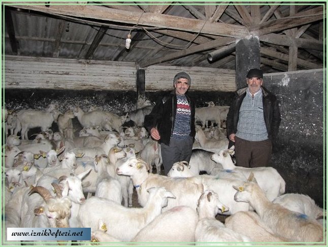 Sosyal Yardımlaşma ve Dayanışma Vakfından Hayvancılık Teşviki