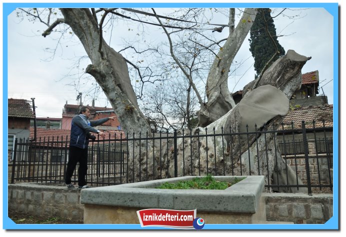 Tarihi Çınar Doktorunu Bekliyor