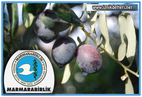 UİB Zeytin İhracatını Marmarabirlik Sırtladı