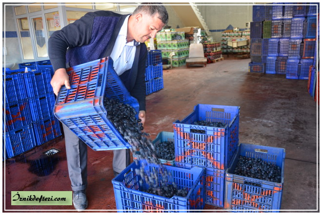 Zeytin Hasadı Yağmur Bekliyor