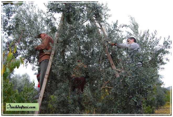 Zeytin Hasadı Yağmur Bekliyor