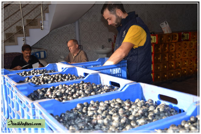 Zeytin Hasadı Yağmur Bekliyor