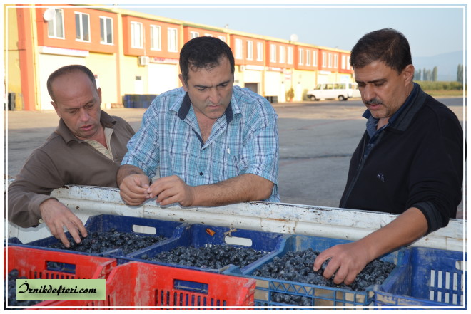 Zeytin Hasadı Yağmur Bekliyor