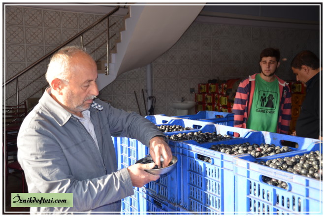 Zeytin Hasadı Yağmur Bekliyor