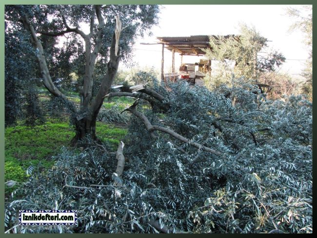 Zeytincinin Kolu Kanadı Kırıldı