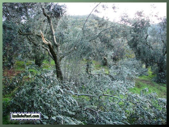 Zeytincinin Kolu Kanadı Kırıldı