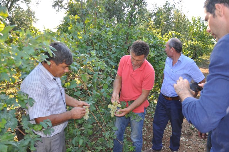 İznik Ovasında 10 Bin Dekar Alanda Zarar, Milyonlarca Lira