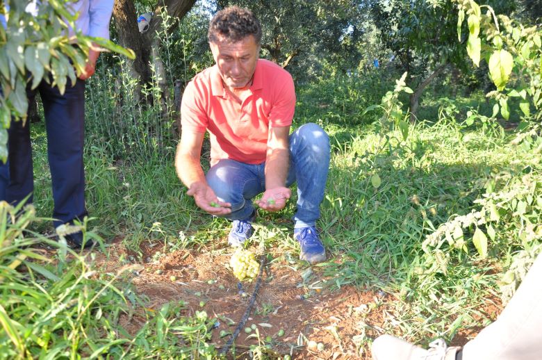 İznik Ovasında 10 Bin Dekar Alanda Zarar, Milyonlarca Lira