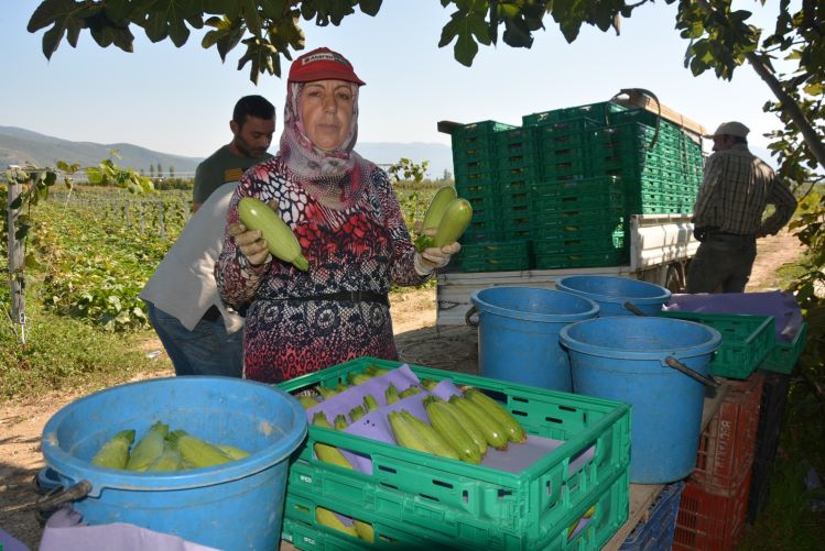 Üreticilerin Aracı İsyanı