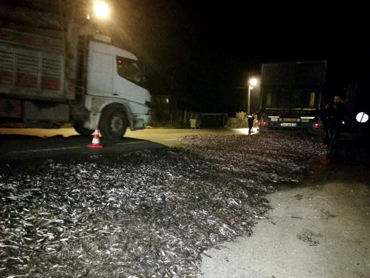 15 Ton Hamsi Yola Saçıldı