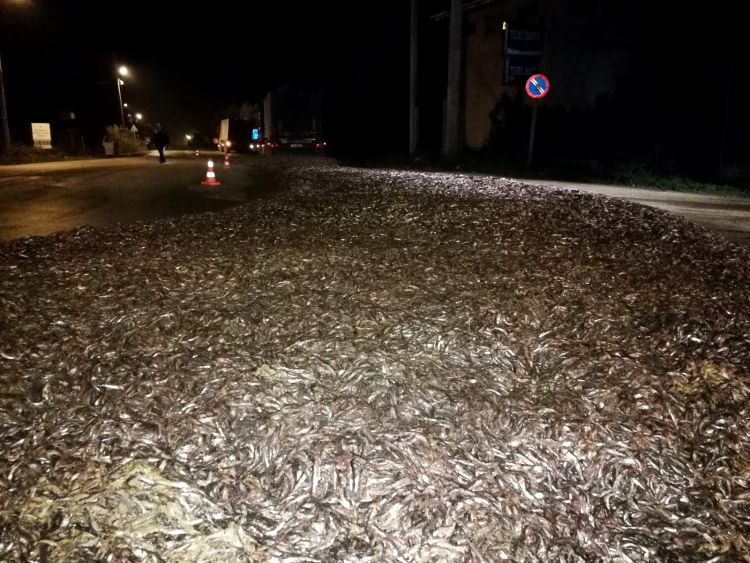 15 Ton Hamsi Yola Saçıldı
