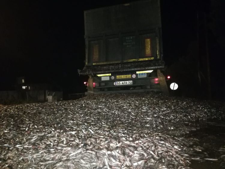 15 Ton Hamsi Yola Saçıldı