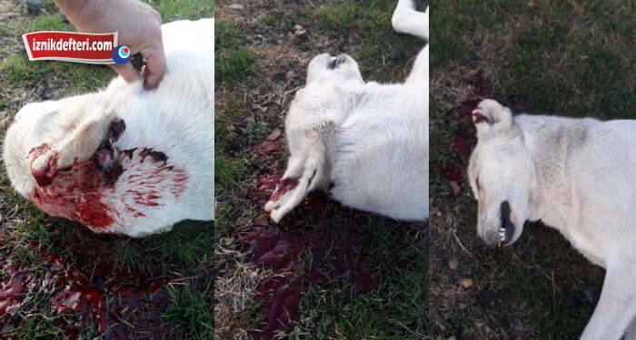 Sokak Köpeği