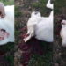 Sokak Köpeği
