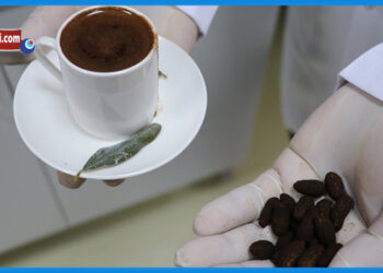 Zeytin Çekirdeği