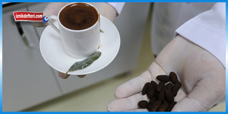 Zeytin Çekirdeği