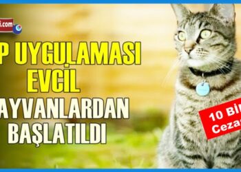 Hayvanlara Çİp Uygulaması