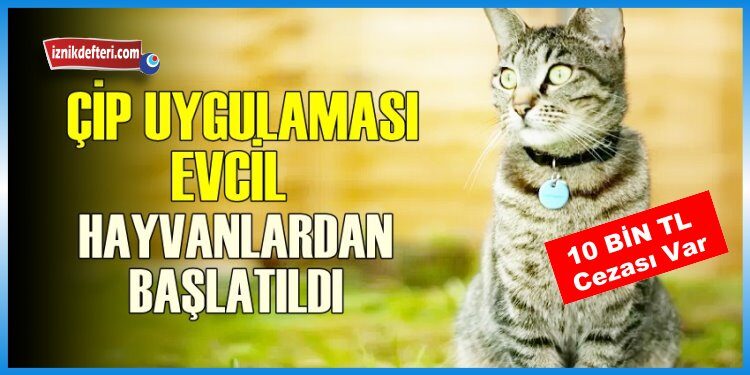 Hayvanlara Çİp Uygulaması