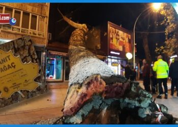 Çınar Ağacı