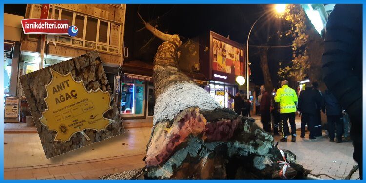 Çınar Ağacı