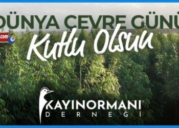 kayın ormanı
