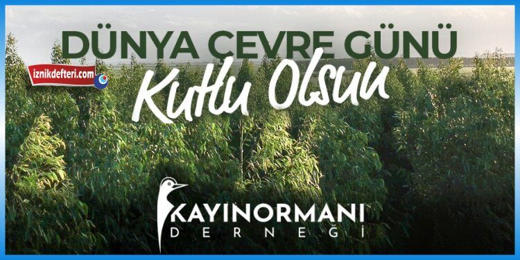 kayın ormanı