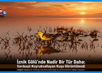 Sarıbaşlı Kuyruksallayan