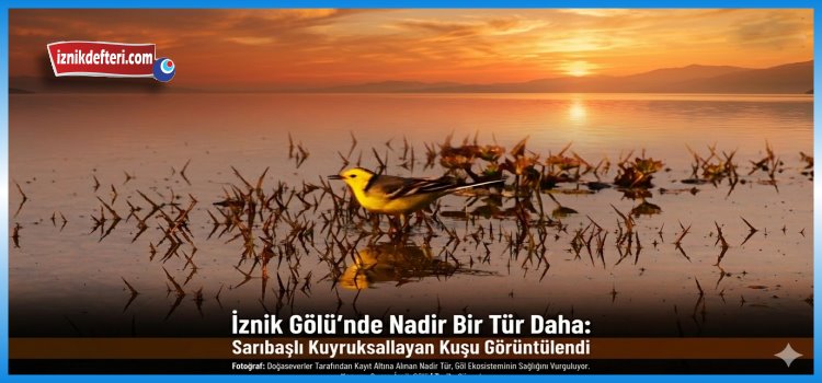 Sarıbaşlı Kuyruksallayan